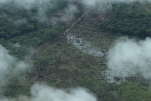 La deforestación actual podría llevar a la Amazonia a un punto de no retorno en 10 años