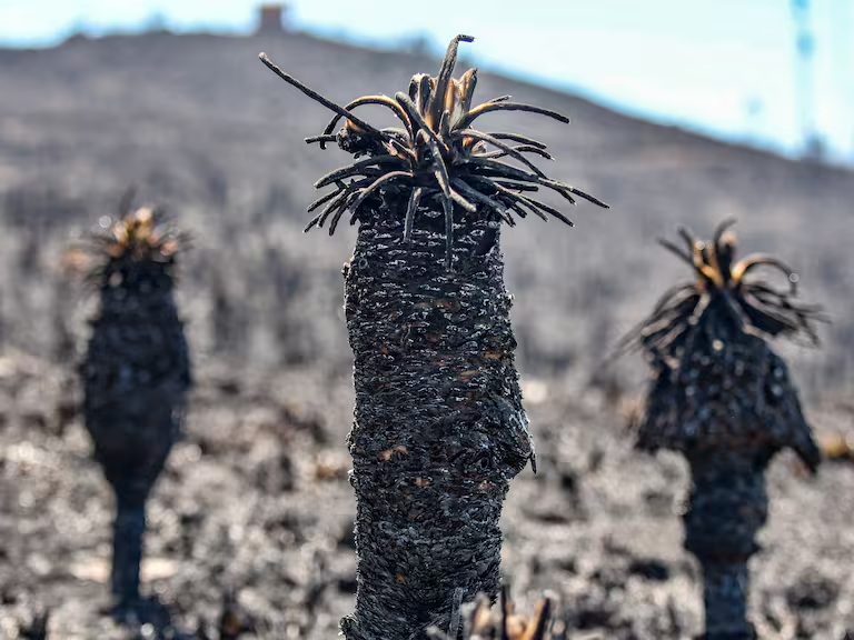 Incendio forestal Páramo La Cortadera: frailejones quemados y alrededor de 1,000 hectáreas afectadas